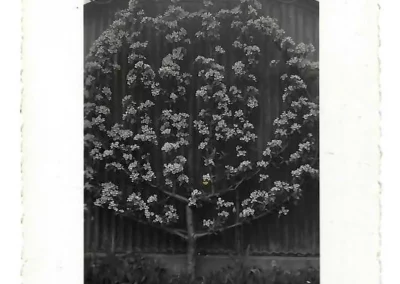Foto eines Spalierbaums in voller Blüte, wahrscheinlich Zierapfel